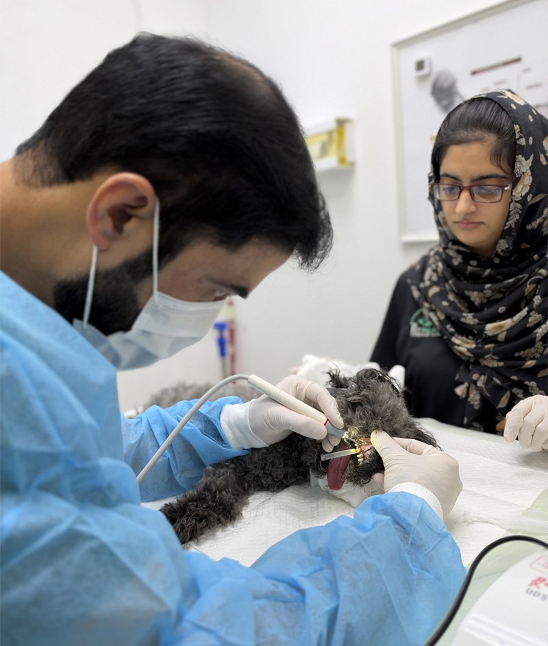 Dental Care 22