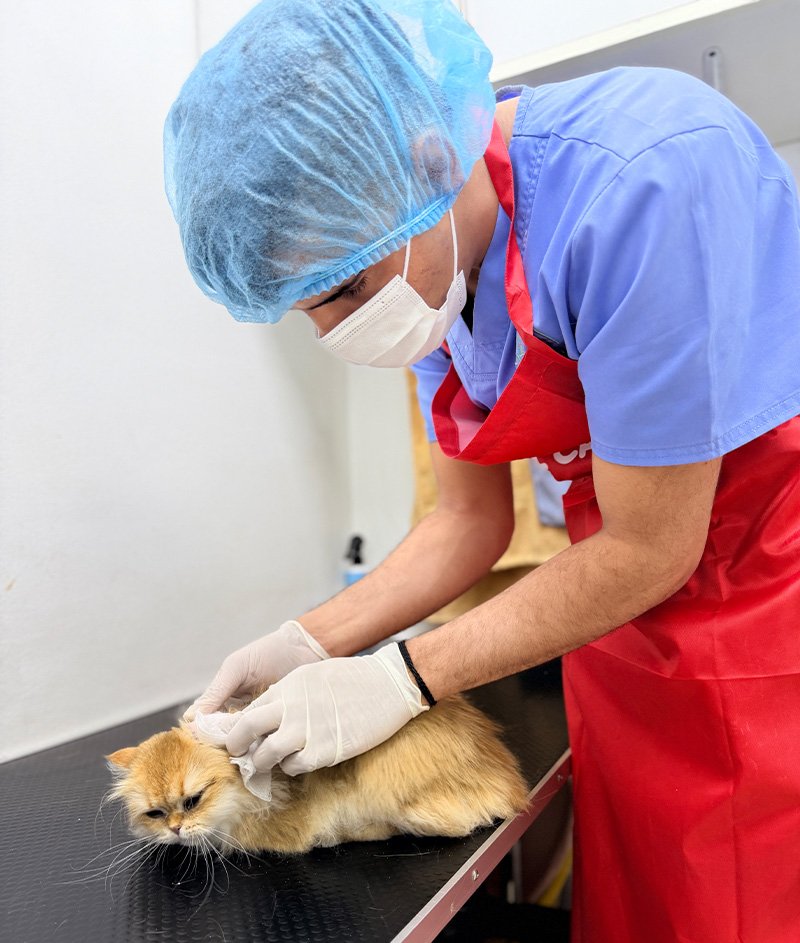 Grooming 22
